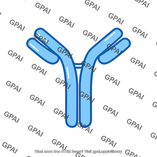 Immunoglobulin g