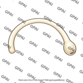 Bony semicircular canal
