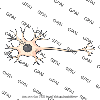 Neuronal cell