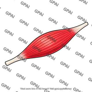Antigravity muscle