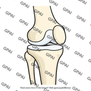 Knee joint