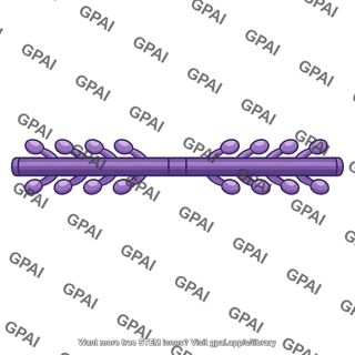 Myosin thick filament