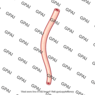 Ureter