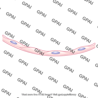 Alveolar epithelium