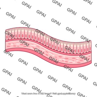 Intestinal mucosa cross section