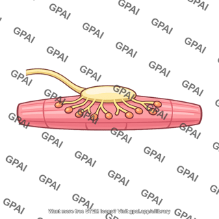 Neuromuscular junction