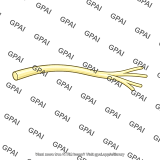 Oculomotor nerve