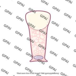 Mucus secreting cell