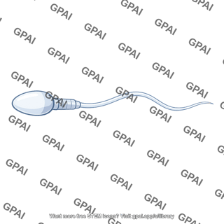 Sperm