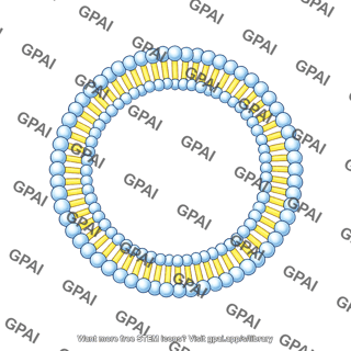 Circle membrane bilayer small