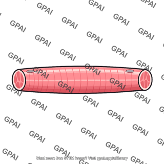 Skeletal muscle fiber simplified