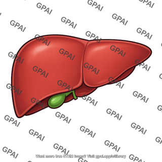Liver