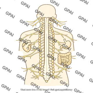 Autonomic nervous system