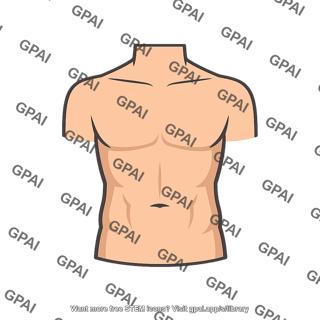 Torso