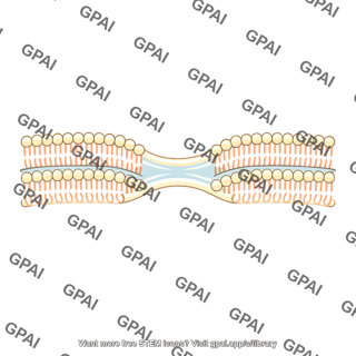Cell membrane fused