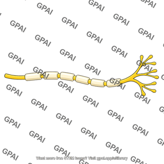 Motor nerve myelinated