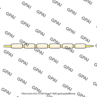 A gamma motor nerve fiber