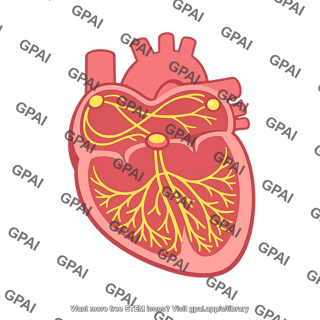 Heart conducting system