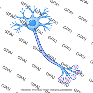 Neuron producing serotonin