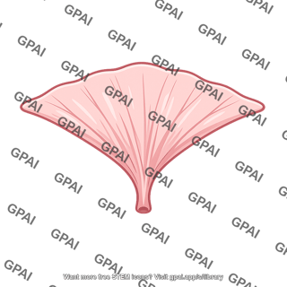 Mesenteric attachment