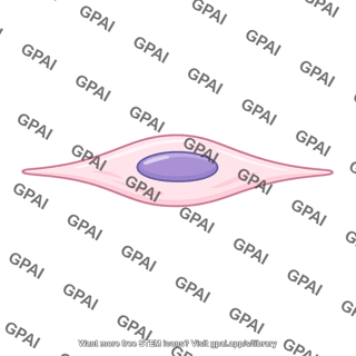 Mesenchymal cell