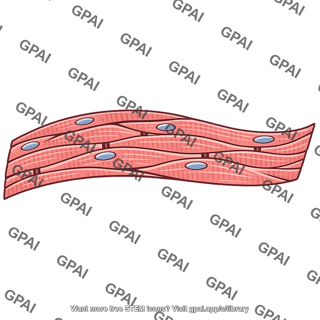 Atrial muscle