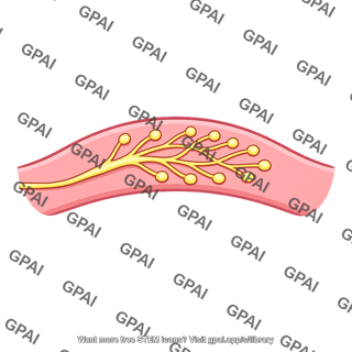 Stretch receptor