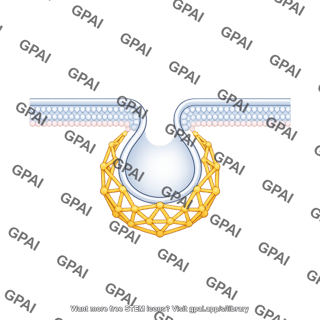 Clathrin coated vesicle