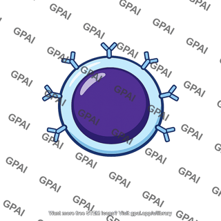 B cell