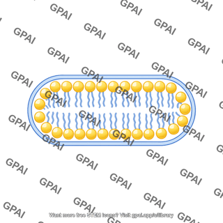Pill shaped membrane bilayer small