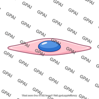 Capillary endothelial cell
