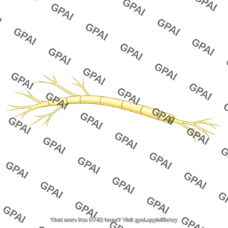 Sensory nerve