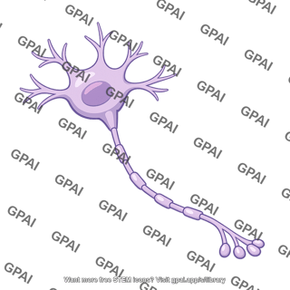 Neuron