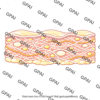 Loose subcutaneous tissue