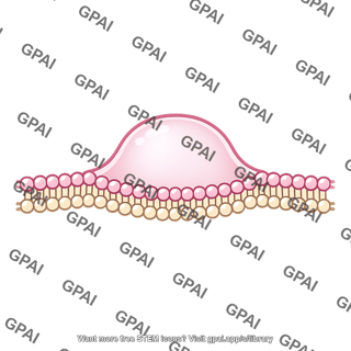 Cell membrane protruding