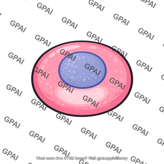 Red blood cell megaloblastic