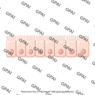 Enterocytes row 1