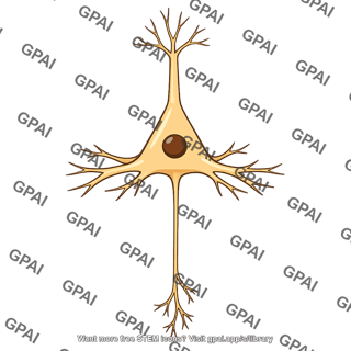 Betz cell