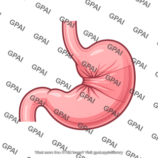 Human stomach