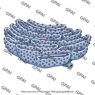 Rough endoplasmic reticulum