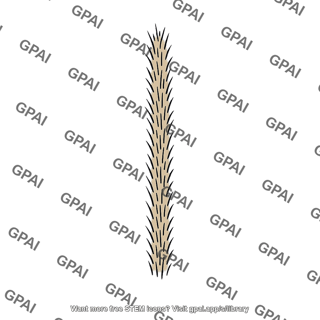 Abdominal linea alba hair