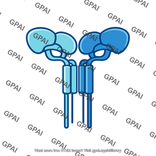 Leptin receptor homodimer
