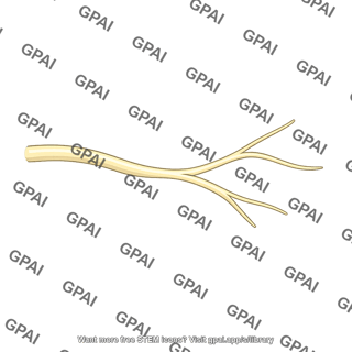 Axon branch