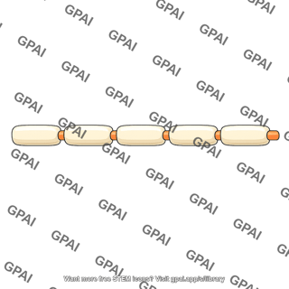 Myelinated axon