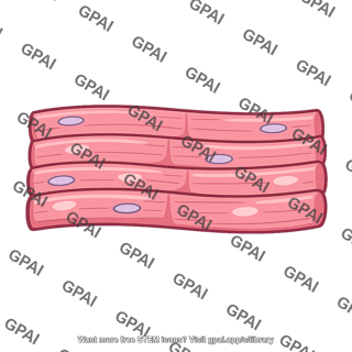 Heart muscle repolarized