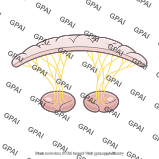 Thalamocortical brain activating system
