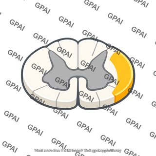 Spinal cord lateral column