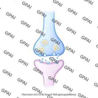 Synaptic cleft presynaptic membrane