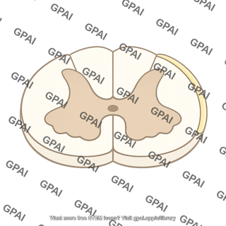 Spinal cord cross section