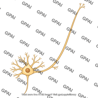Second order neuron spinal projection